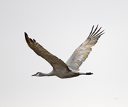 Sandhill Crane 3639